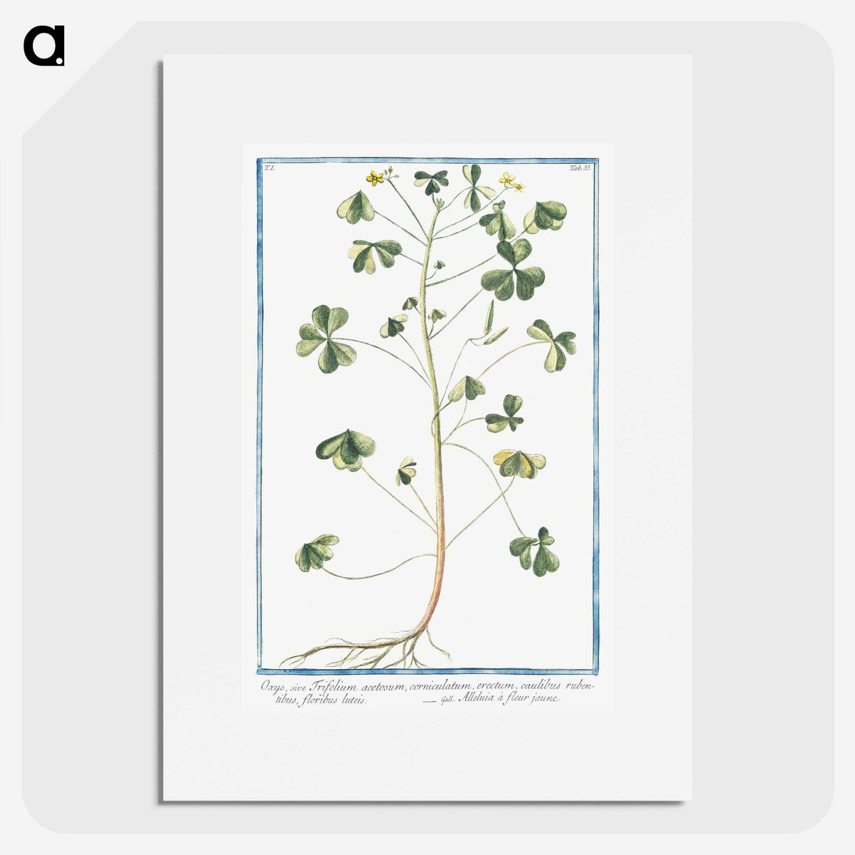 1-37_Hortus-Romanus-Botanical-Plates_picture