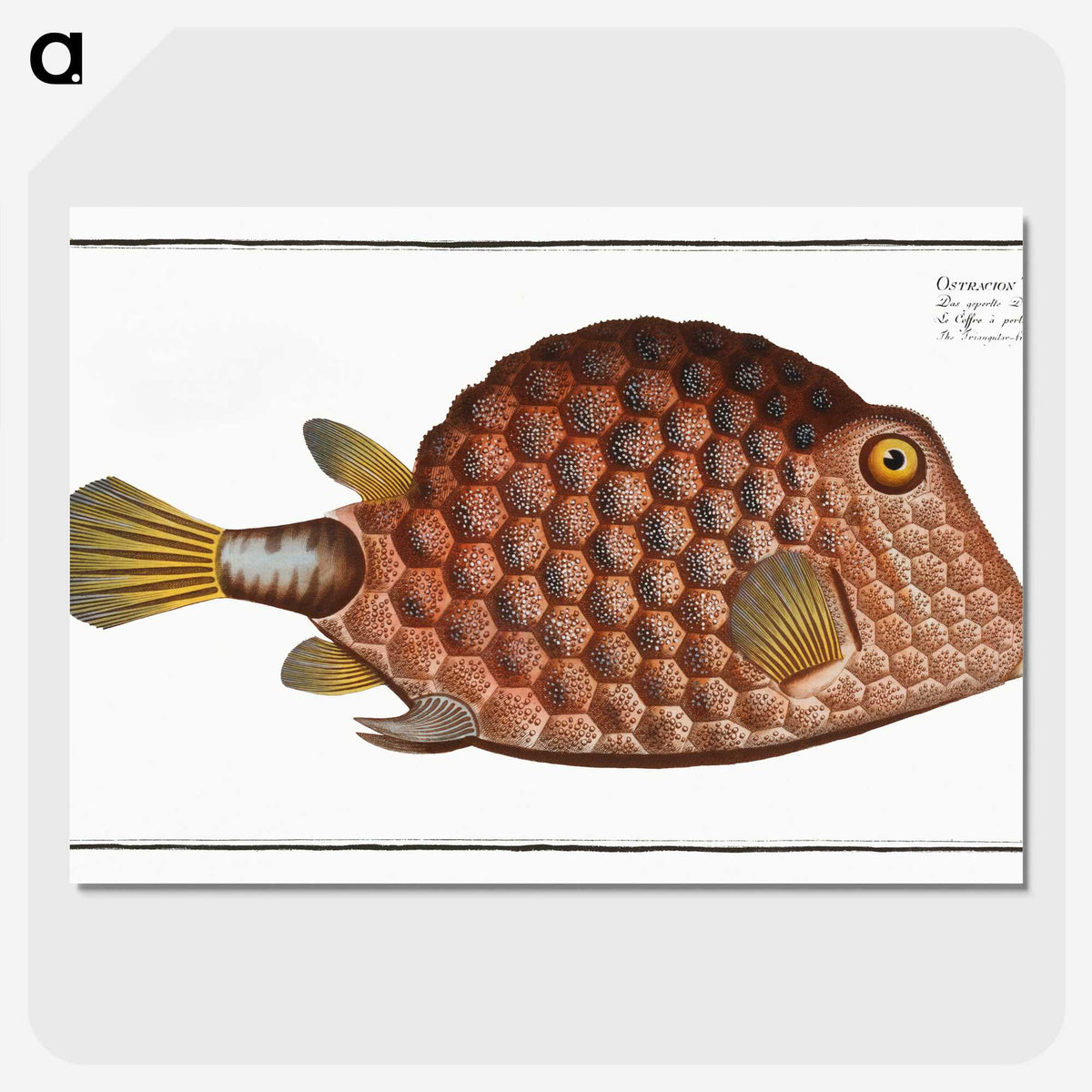 1-37_Ichtyologie-ou-Histoire-naturelle_picture-crop