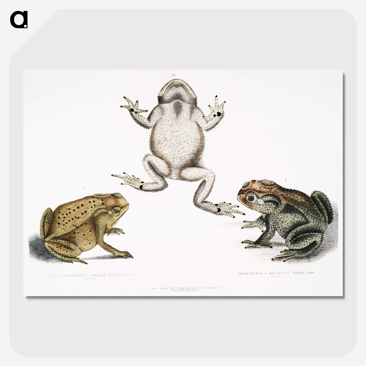1-37_Indian-Zoology_picture-crop