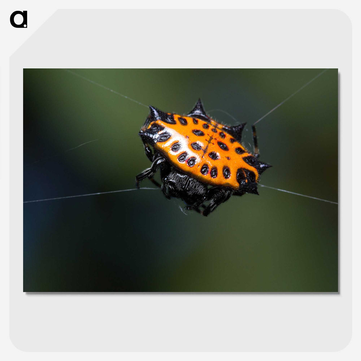 1-37_Insects-Unlocked-Project_picture-crop