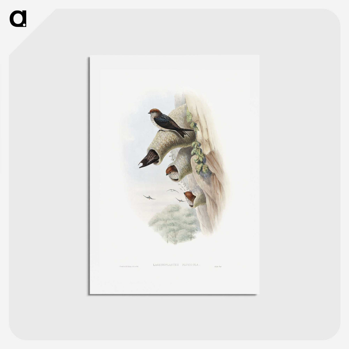 1-37_John-Gould_hagaki