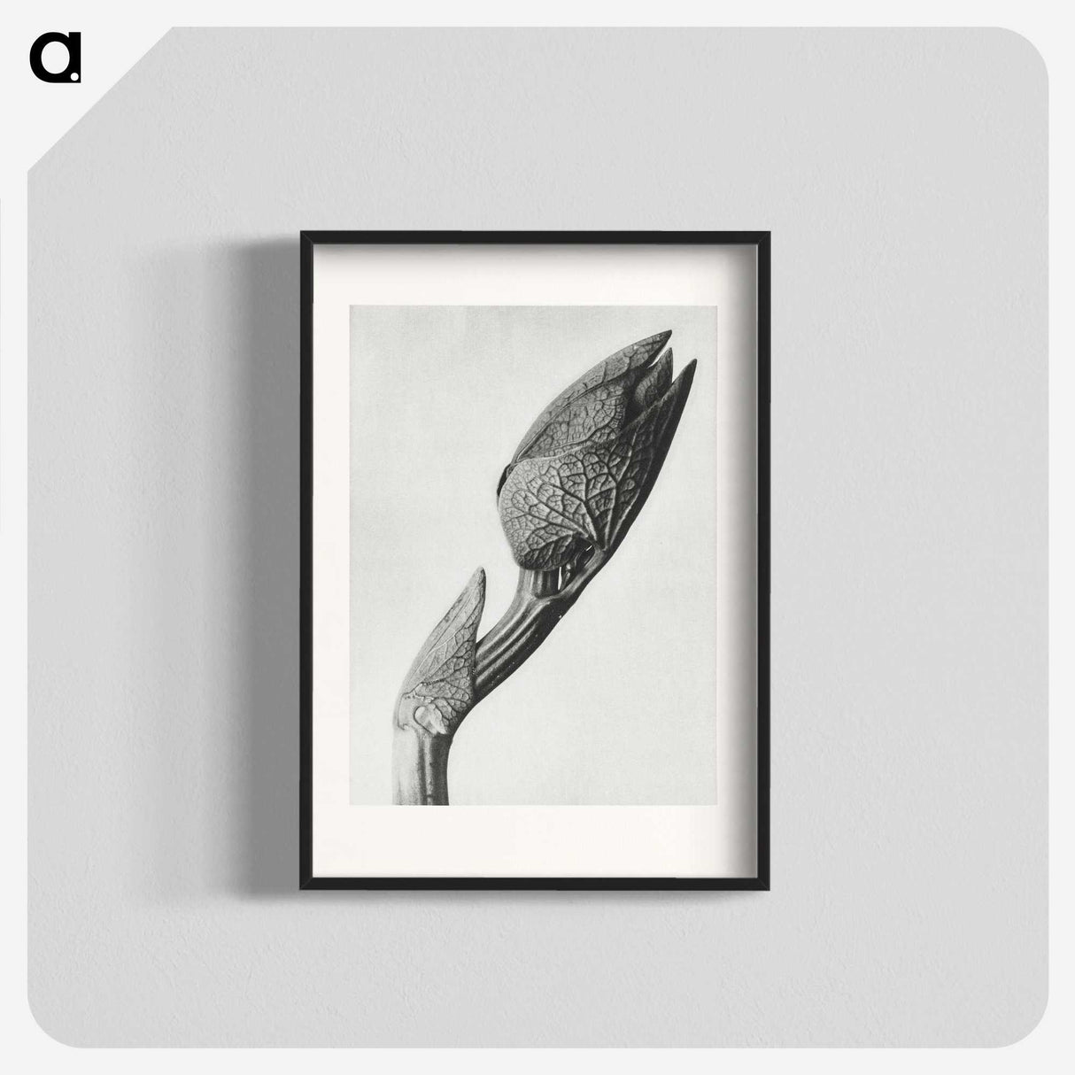 1-37_Karl-Blossfeldt_blk