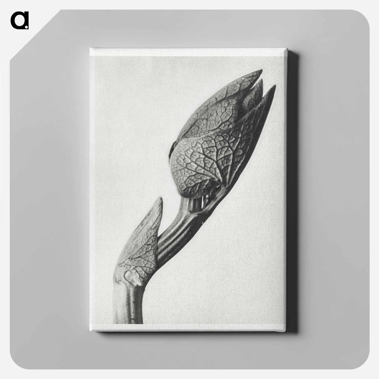 Aristolochia clematitis - カール ブロスフェルト Canvas.