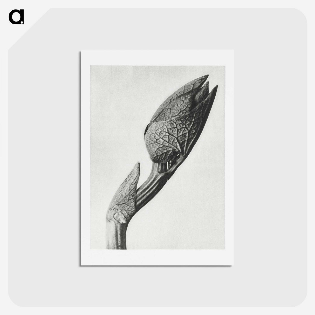 1-37_Karl-Blossfeldt_hagaki