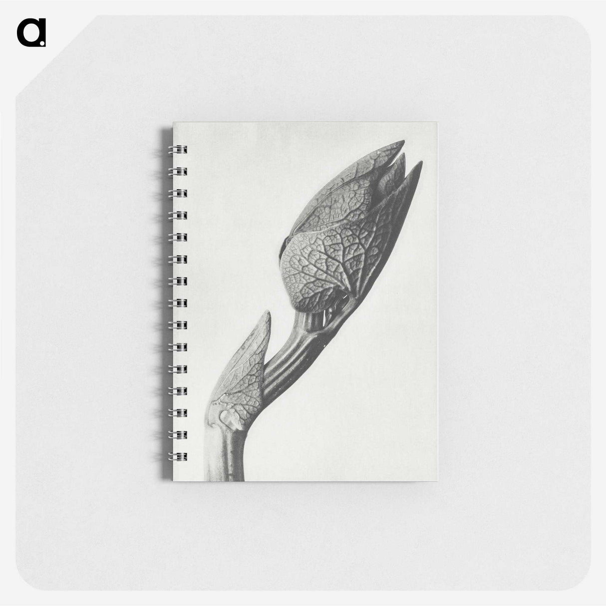 1-37_Karl-Blossfeldt_memo