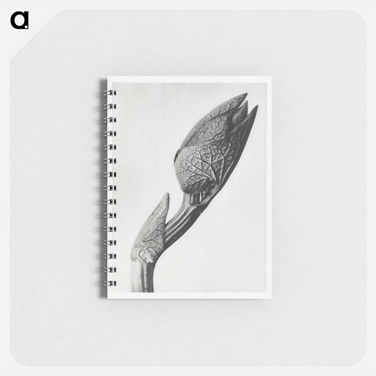 Aristolochia clematitis - カール ブロスフェルト Memo.