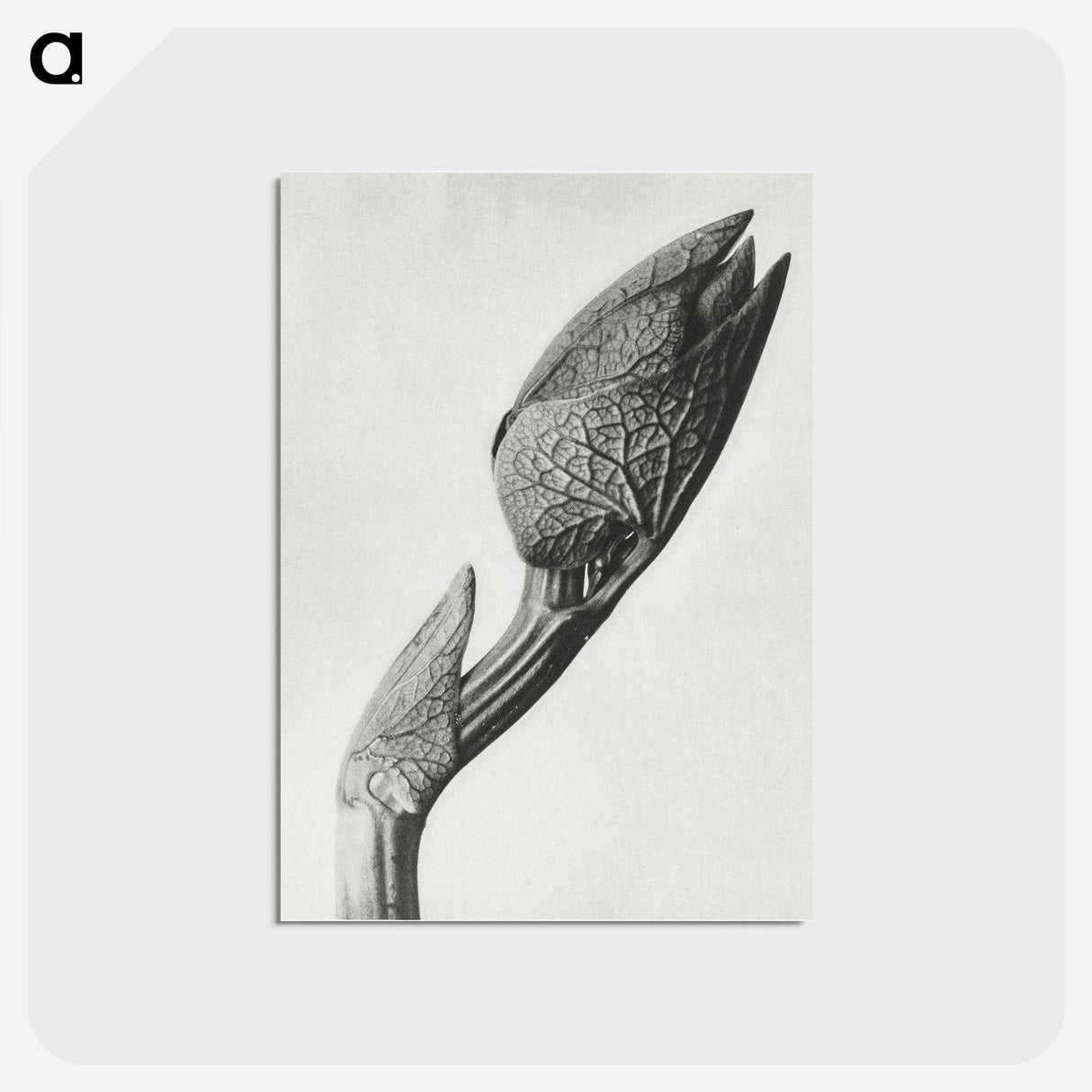 1-37_Karl-Blossfeldt_postcard