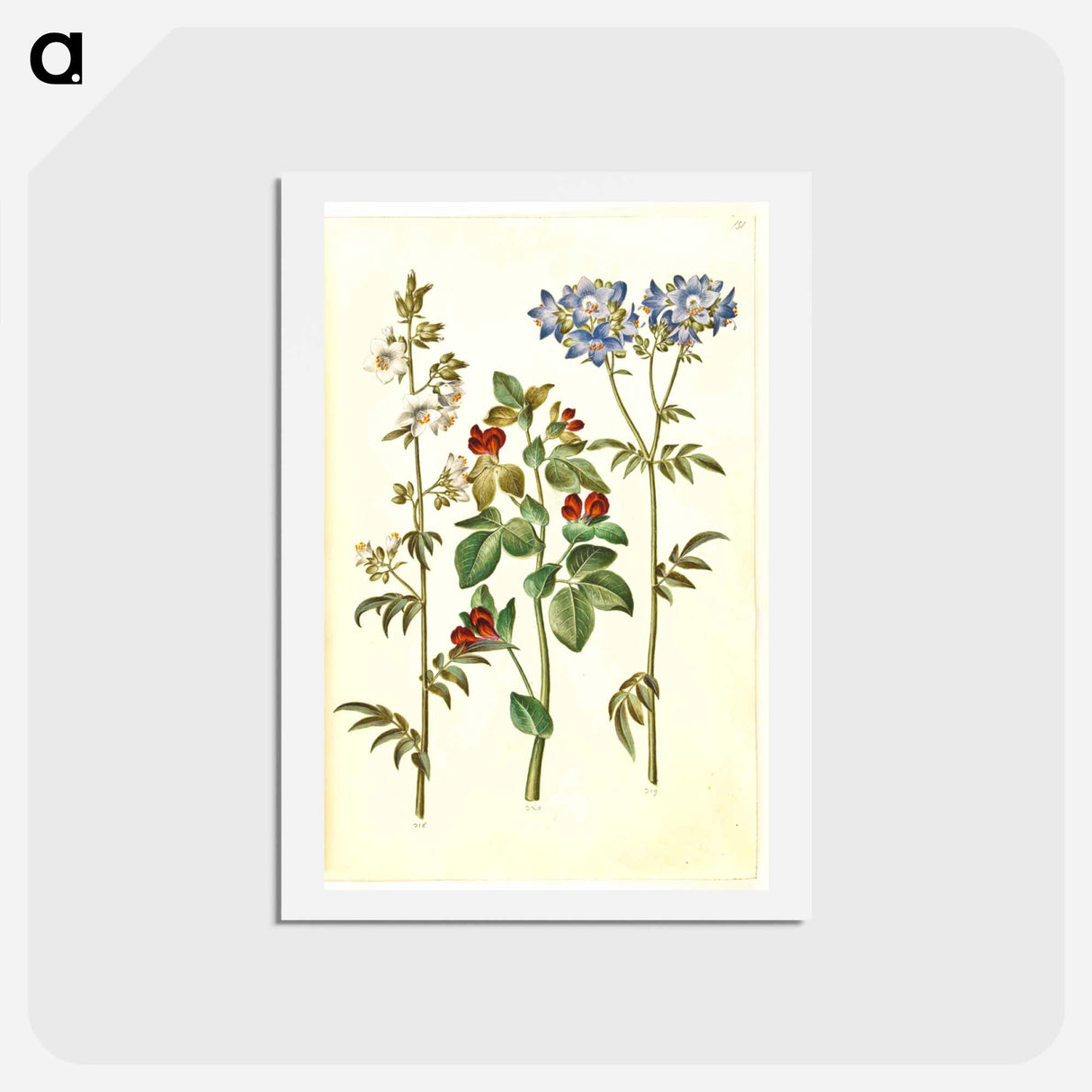 アートポストカード-Polemonium caeruleum and Lotus tetragonolobus
- マリア ジビーラ メーリアン Postcard.