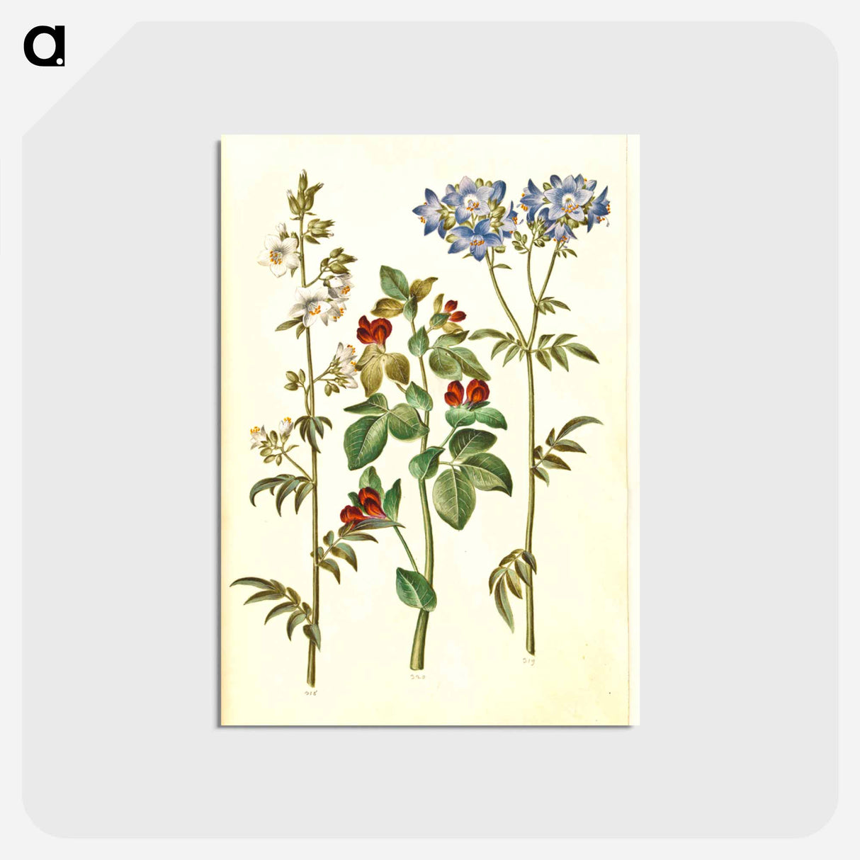アートポストカード-Polemonium caeruleum and Lotus tetragonolobus
- マリア ジビーラ メーリアン Postcard.