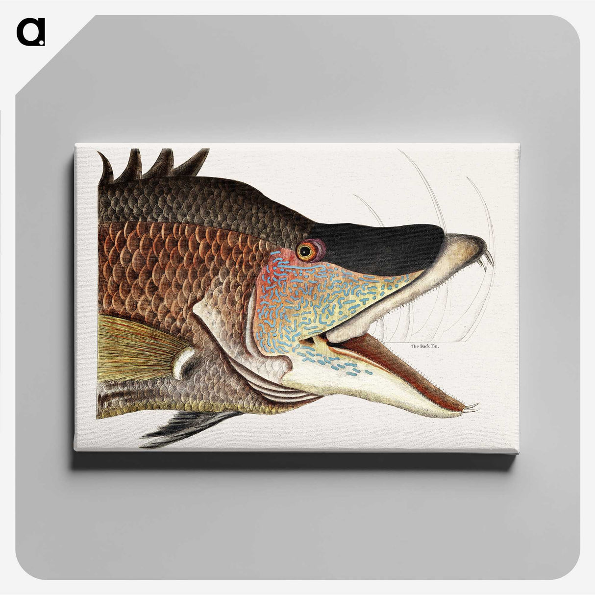1-37_Mark-Catesby_canvas