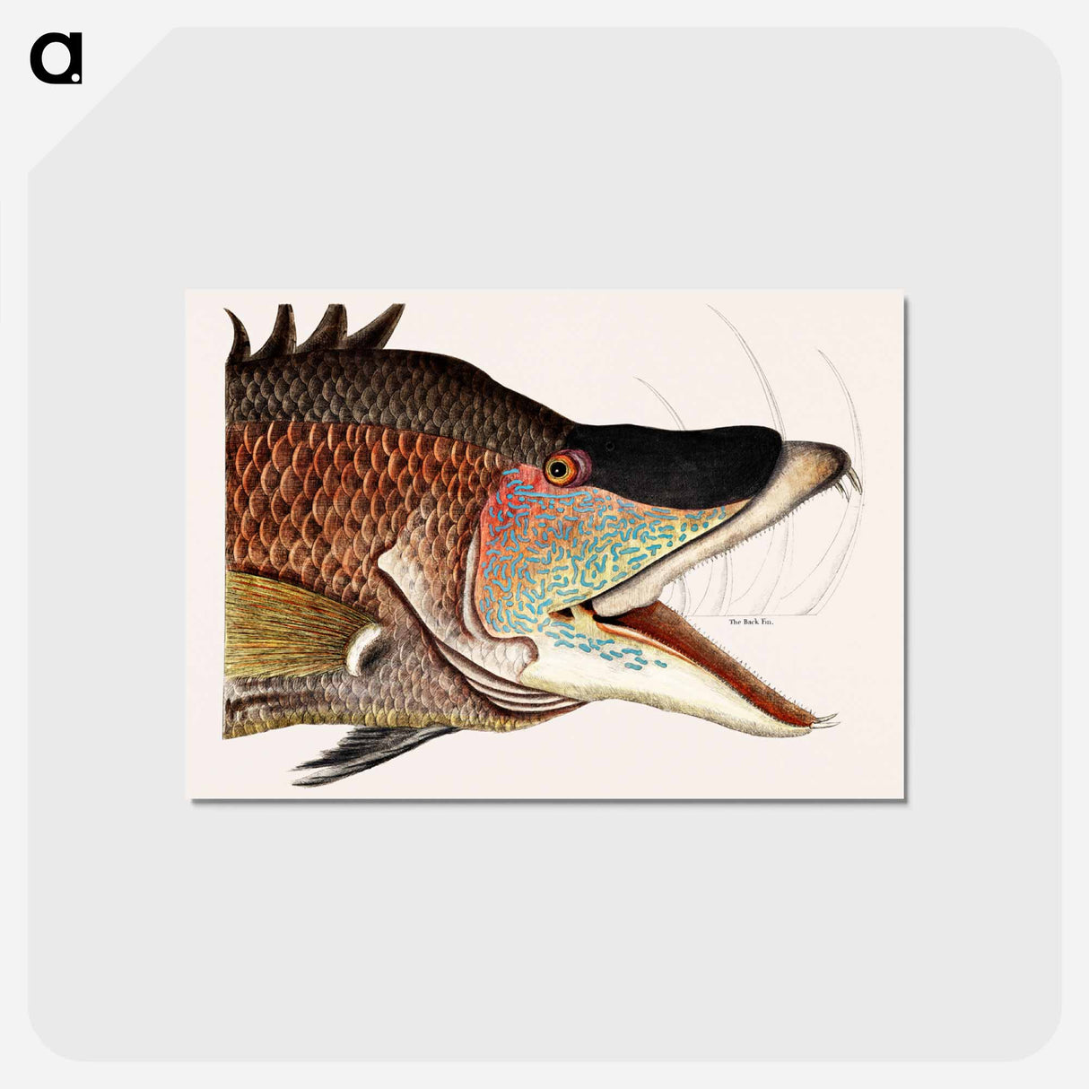 アートポストカード-Great Hog-Fish
- マーク ケイツビー Postcard.