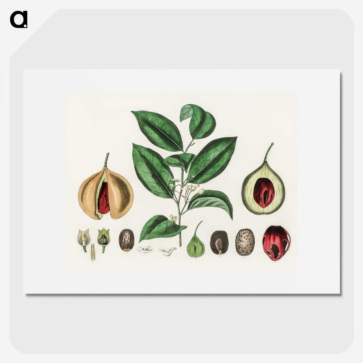 1-37_Medical-Botany_picture
