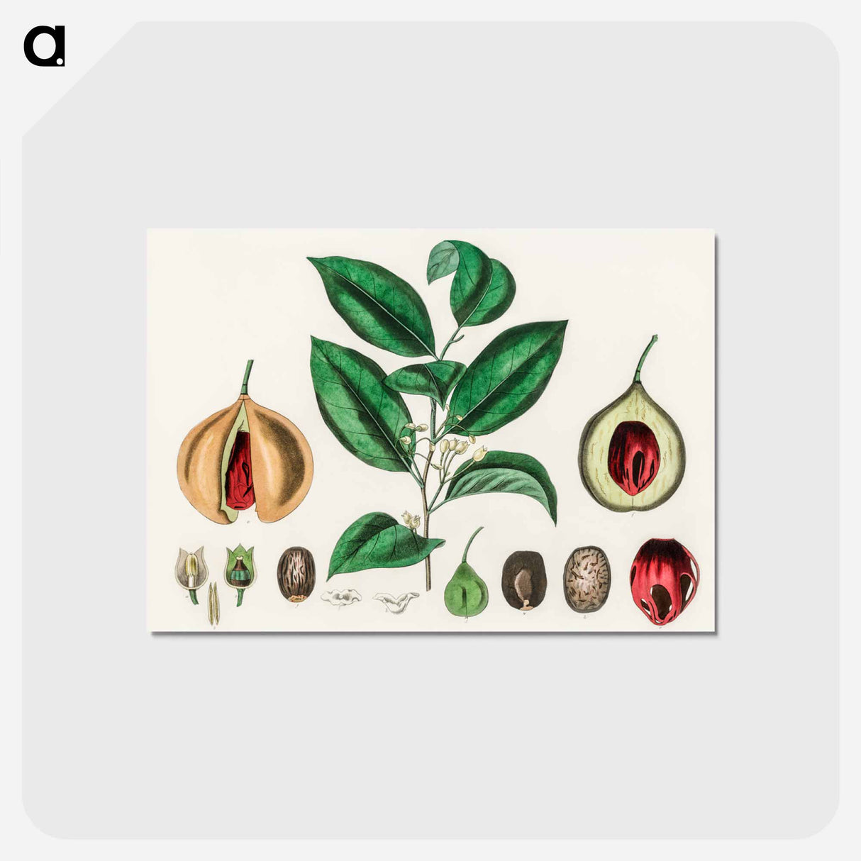 アートポストカード-Nutmeg (Myristica moschata) Illustration
- 薬用植物学 Postcard.