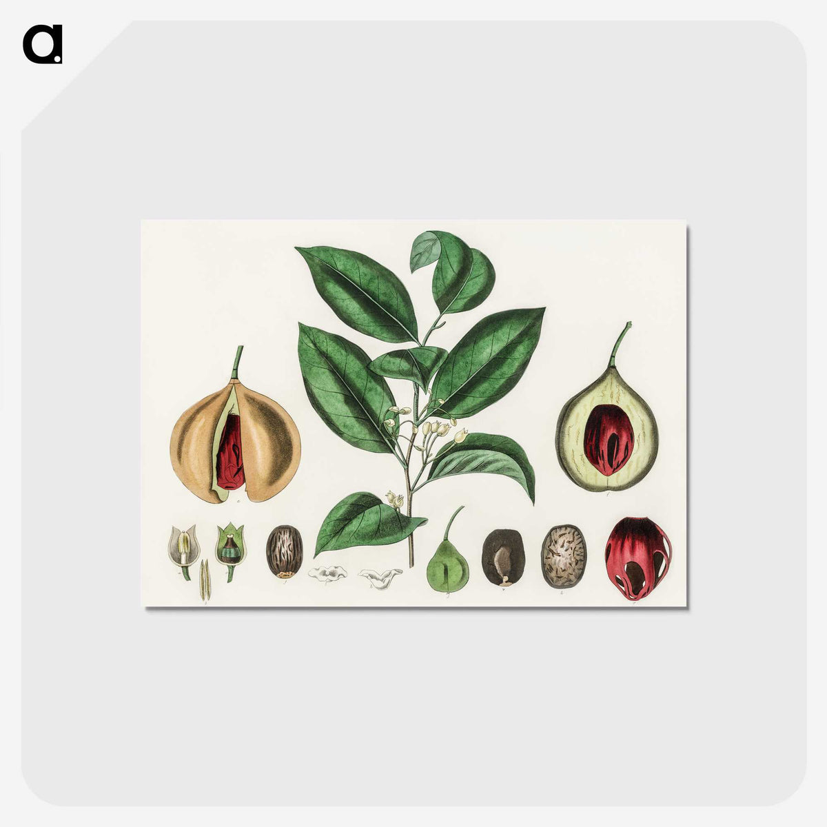 1-37_Medical-Botany_postcard