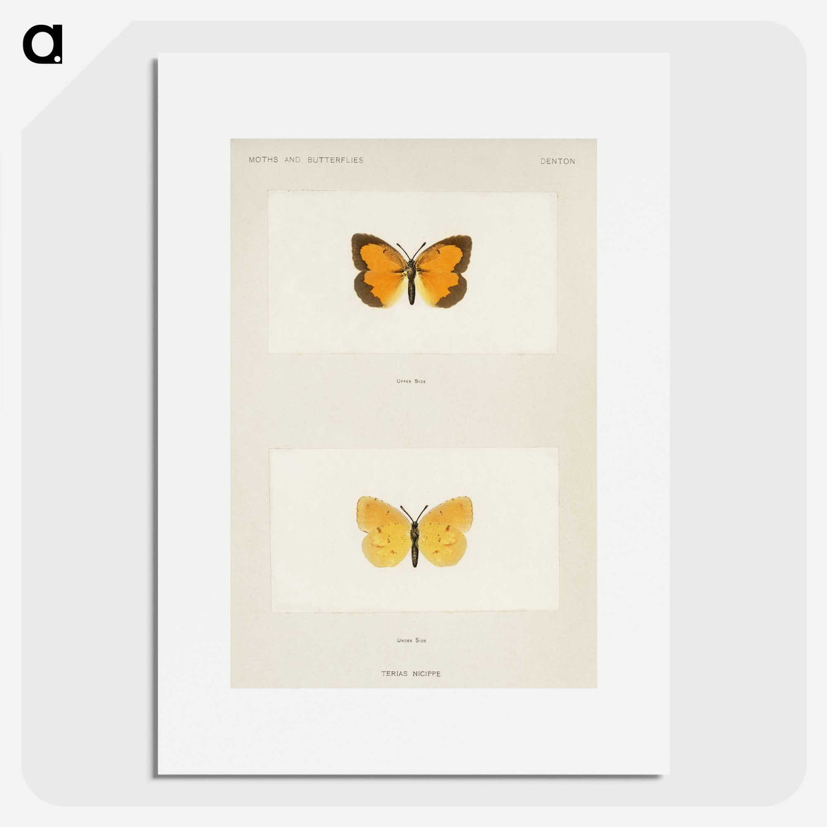 1-37_Moths-and-Butterflies-of-the-United-States_picture
