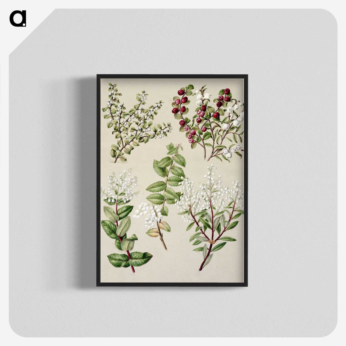 1-37_Native-Flowering-Plants-of-New-Zealand_blk-crop