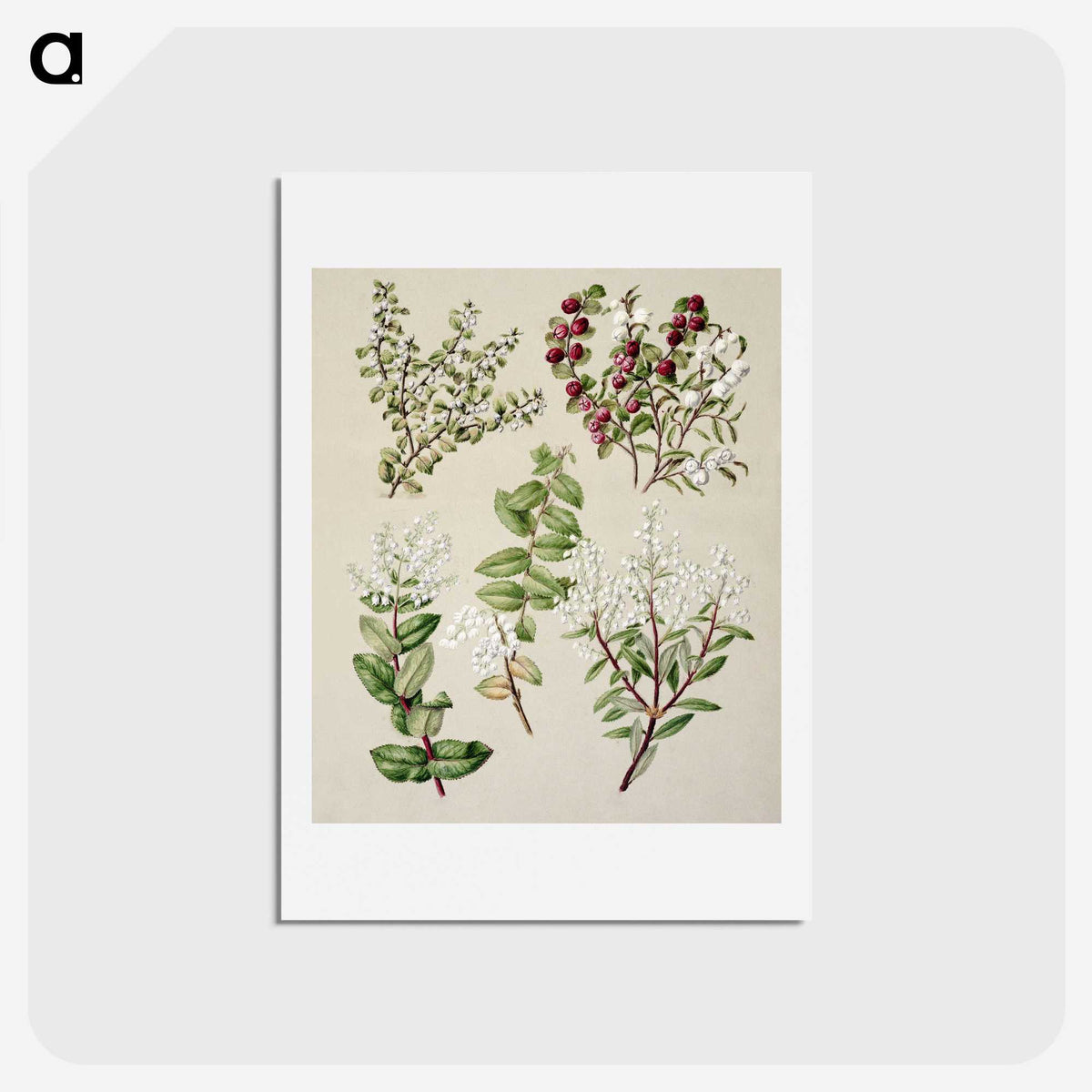 1-37_Native-Flowering-Plants-of-New-Zealand_hagaki