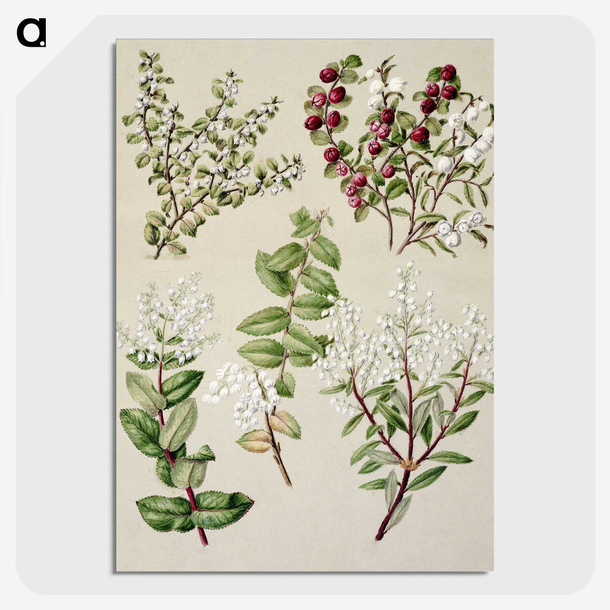 1-37_Native-Flowering-Plants-of-New-Zealand_picture-crop