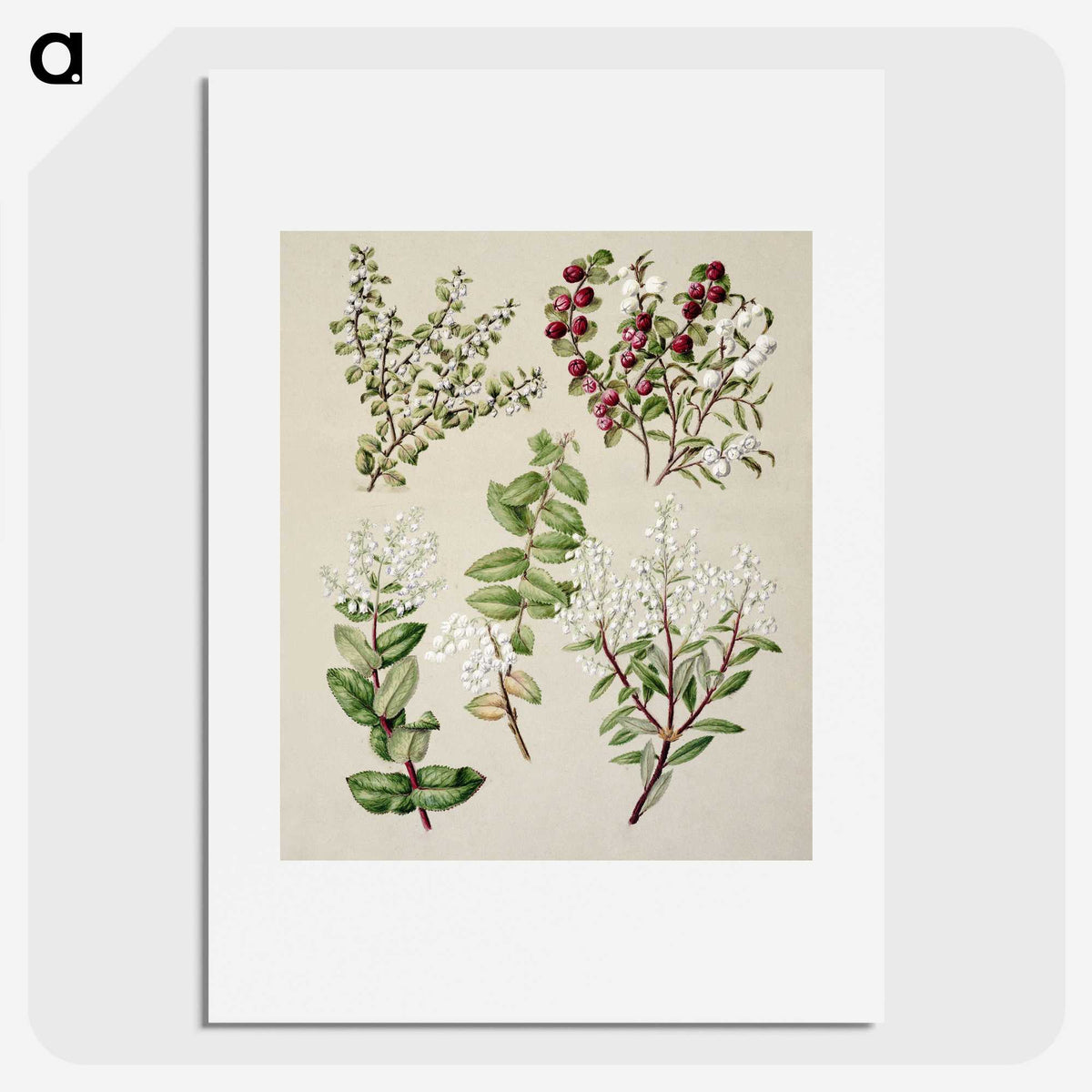 1-37_Native-Flowering-Plants-of-New-Zealand_picture
