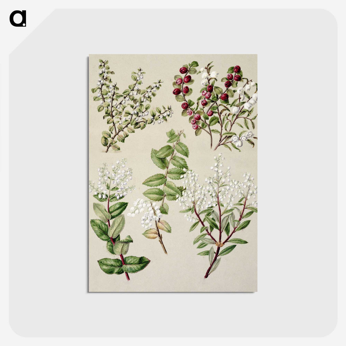 1-37_Native-Flowering-Plants-of-New-Zealand_postcard