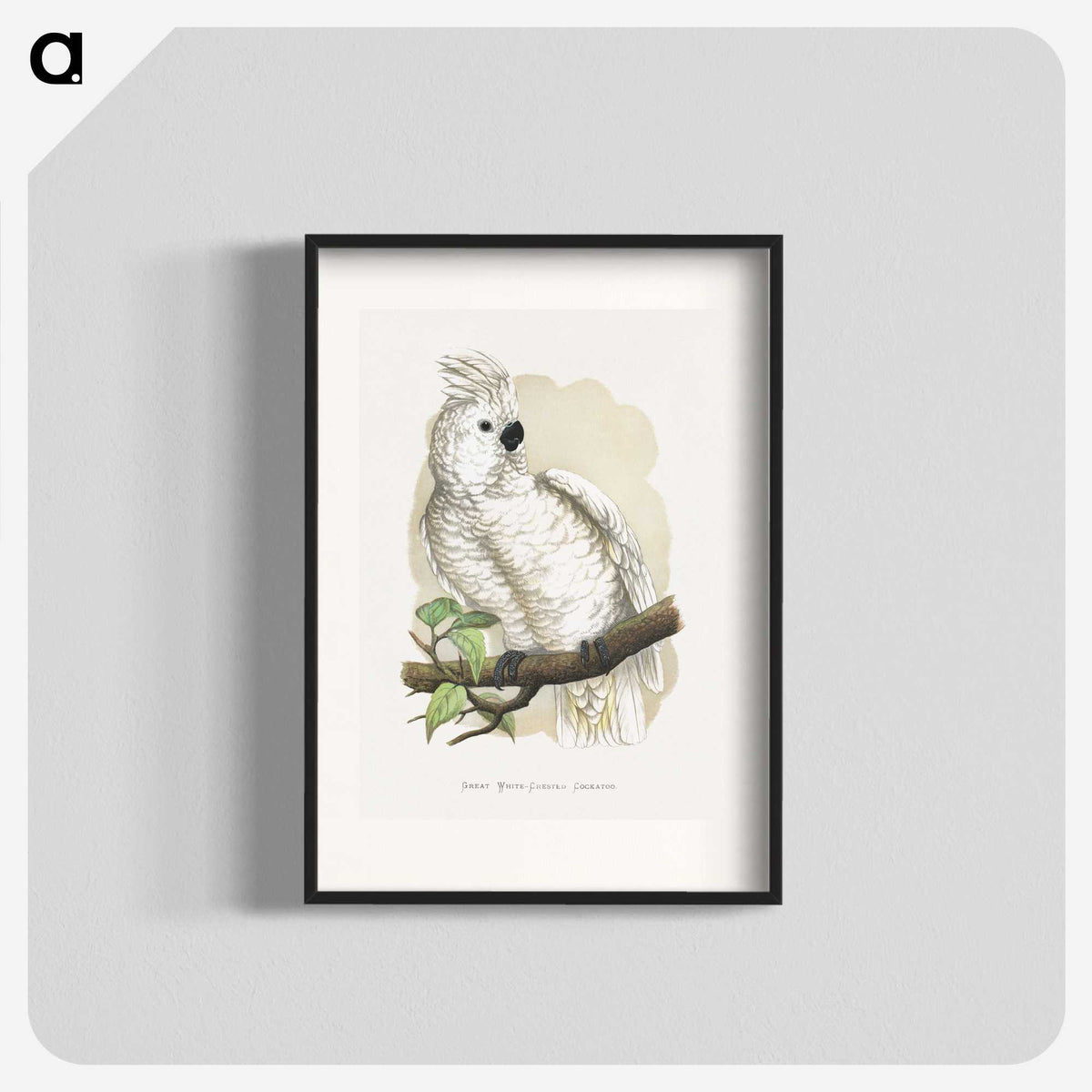 1-37_Parrots-in-Captivity_blk