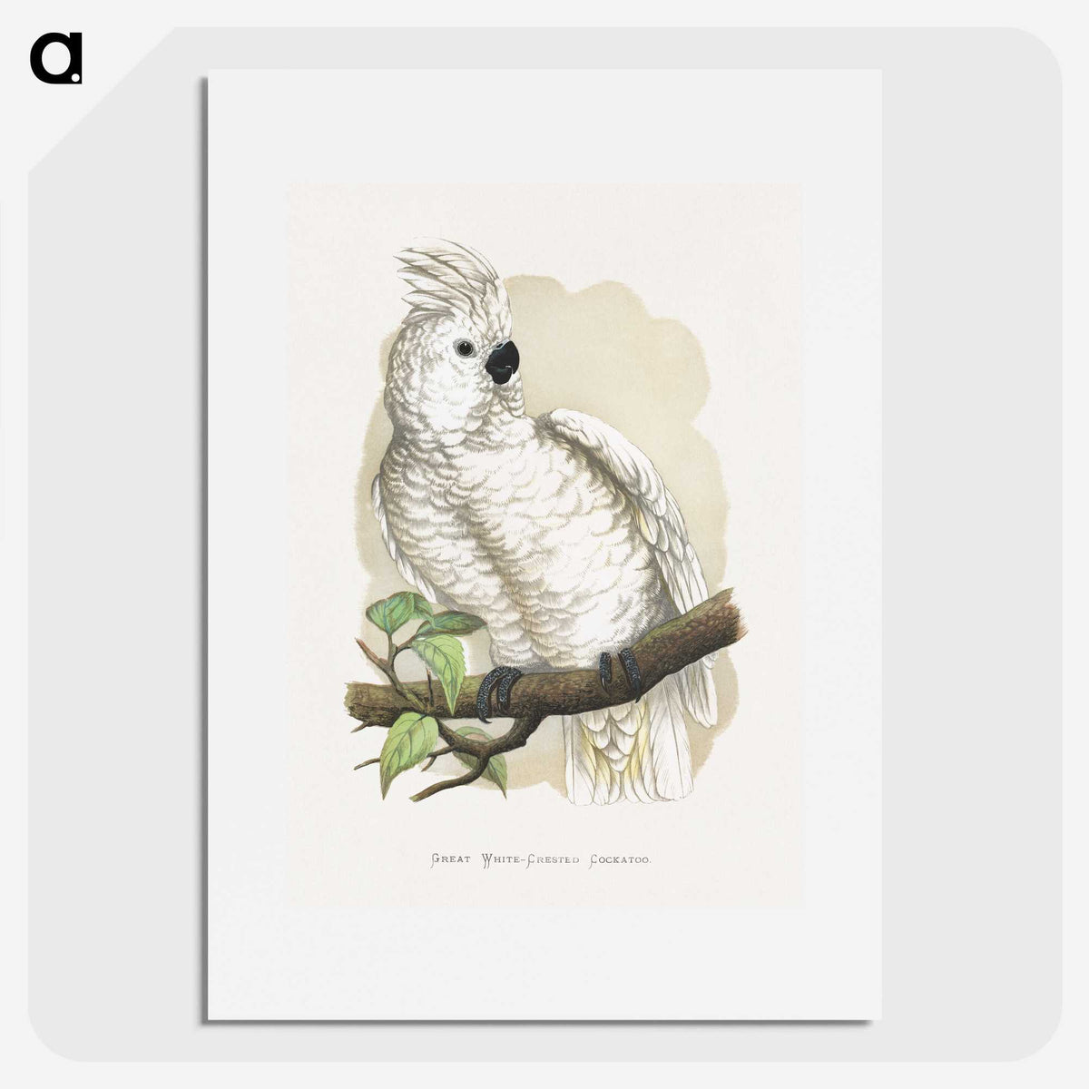 1-37_Parrots-in-Captivity_picture