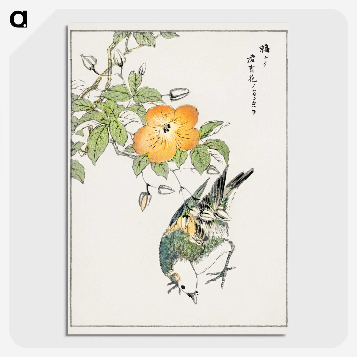1-37_Pictorial-Monograph-of-Birds_picture-crop