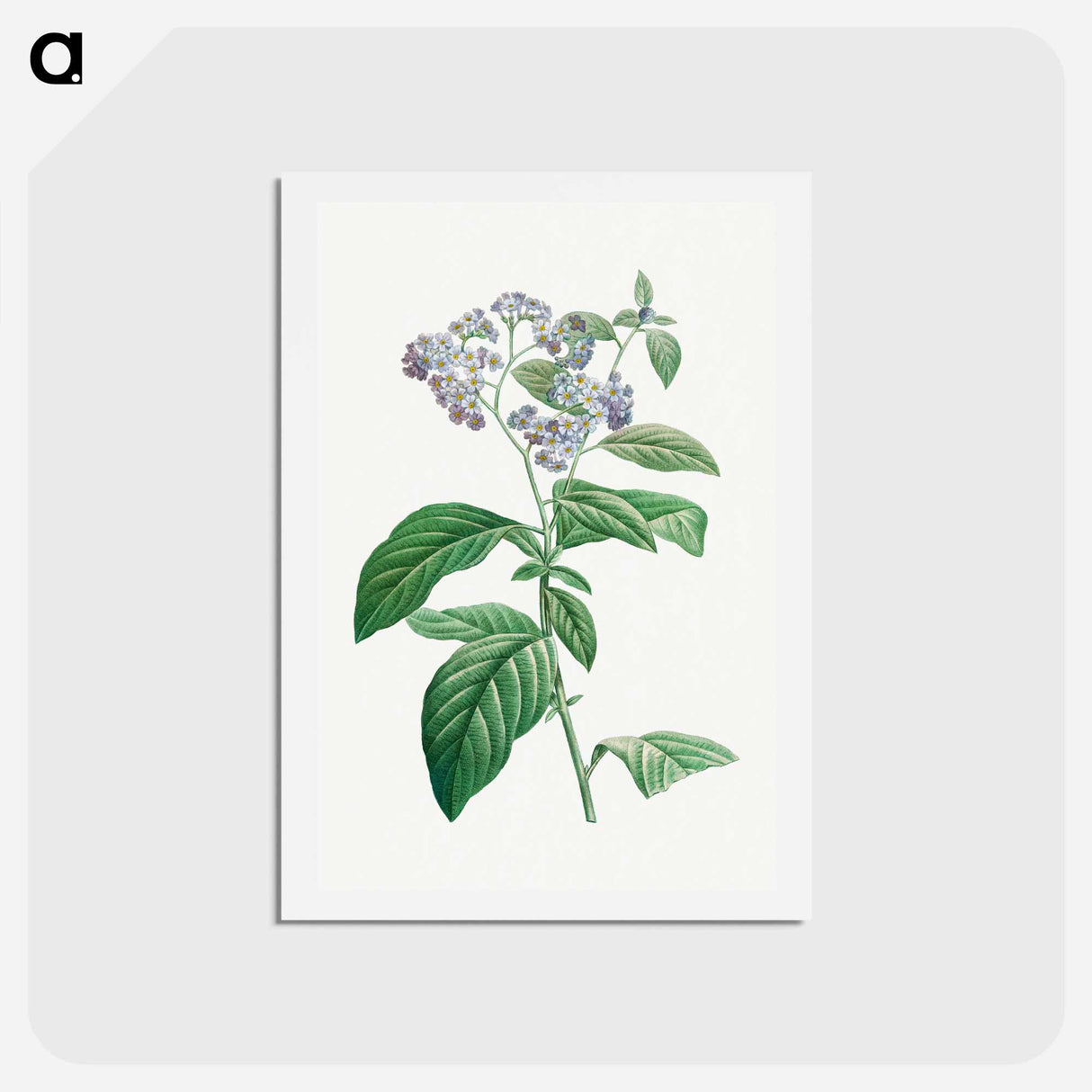 アートポストカード-Forget Me Not - ピエール ジョゼフ ルドゥーテ Postcard.