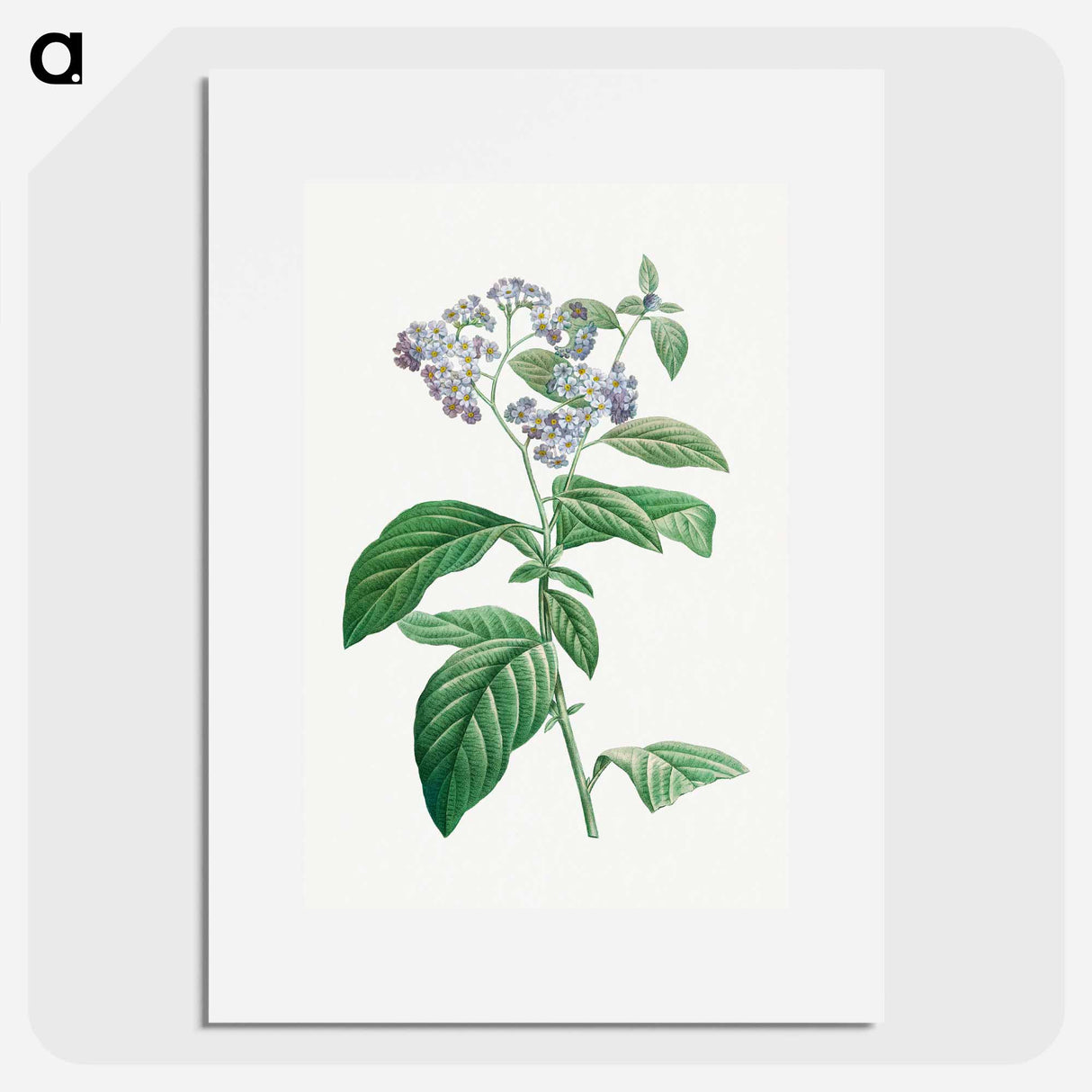 Forget Me Not - Pierre Joseph Redouté Poster.