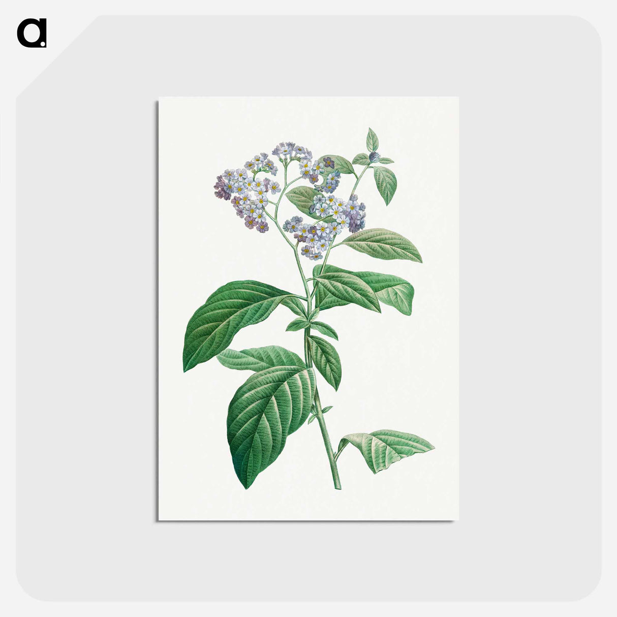 アートポストカード-Forget Me Not - ピエール ジョゼフ ルドゥーテ Postcard.