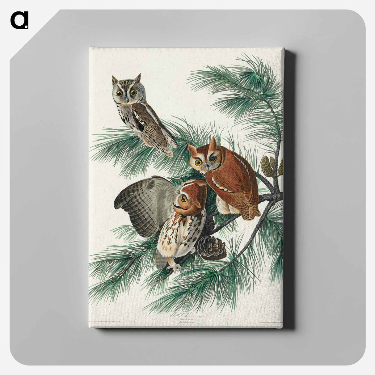 アートパネル-Little Screech Owl from Birds of America
- アメリカの鳥たち Canvas.