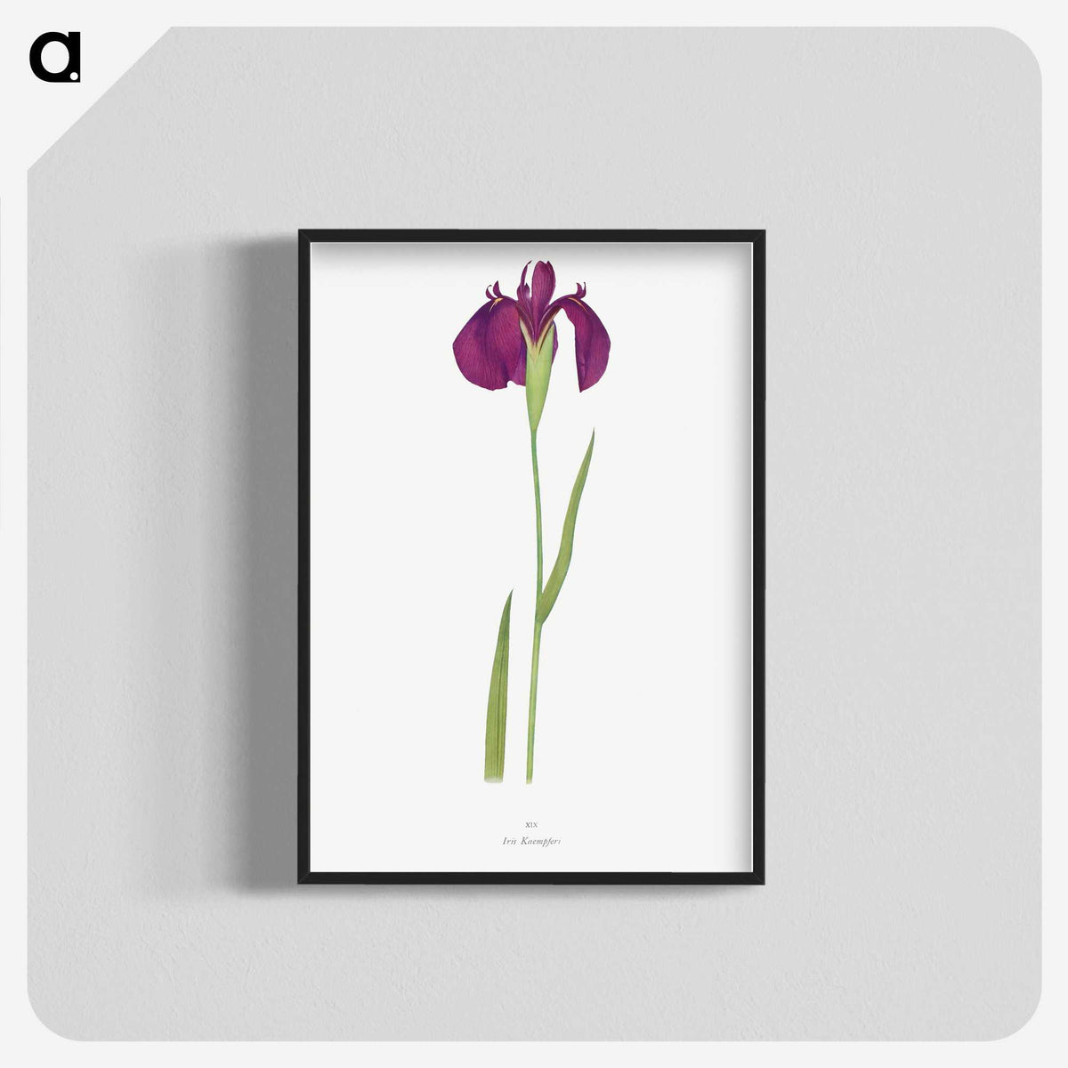 1-37_The-Genus-Iris_blk-crop