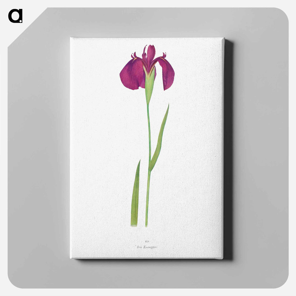 アートパネル-Iris Kaempferi from The genus Iris
- アヤメ属 Canvas.