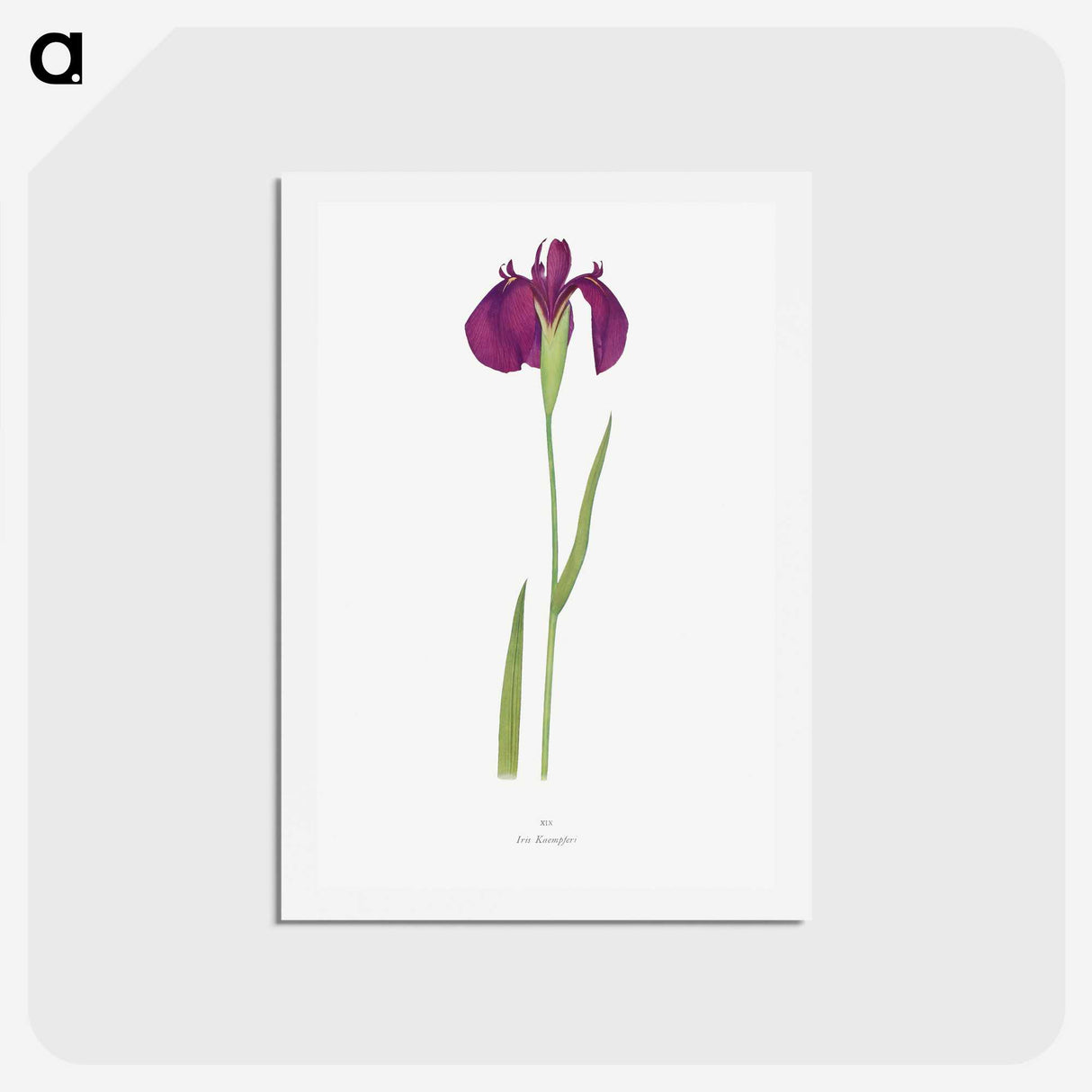 1-37_The-Genus-Iris_hagaki
