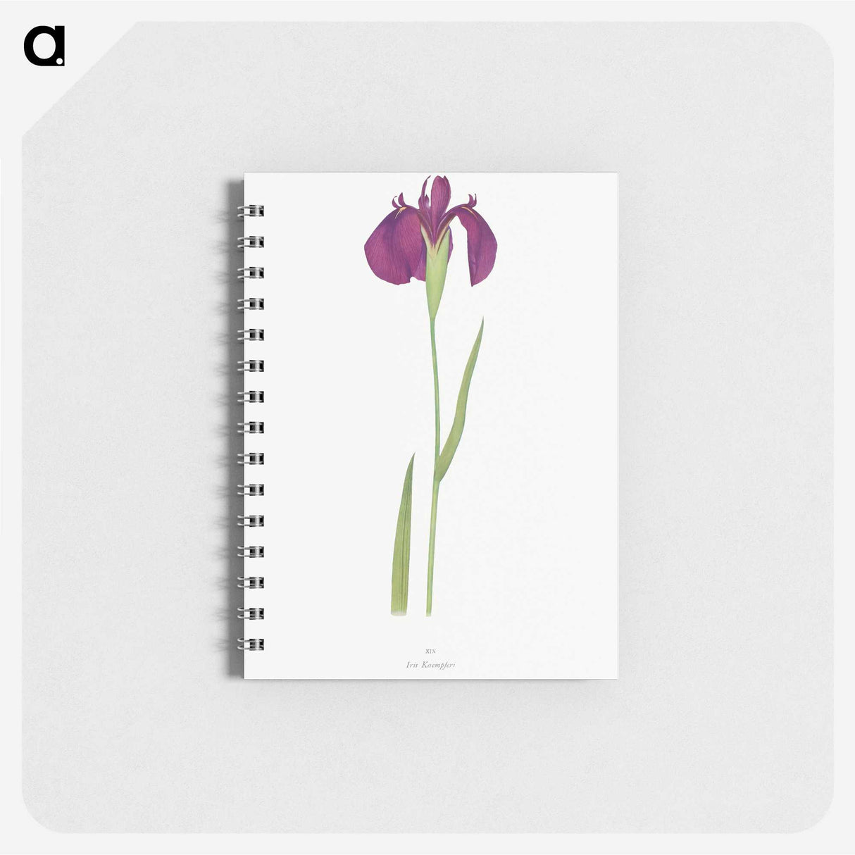 1-37_The-Genus-Iris_memo