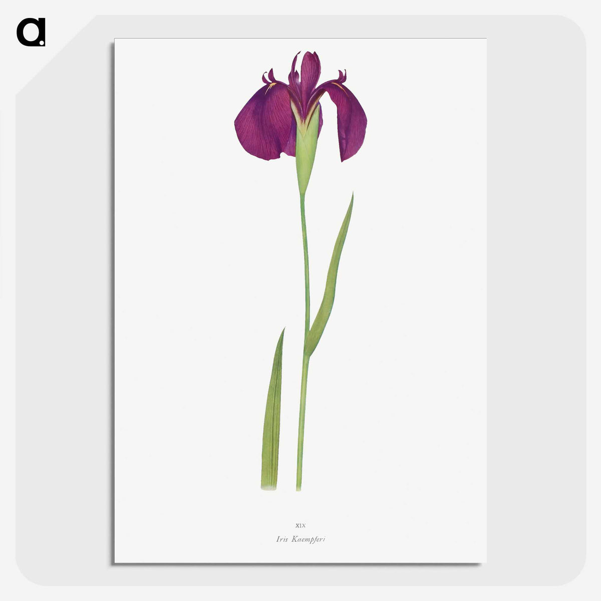 1-37_The-Genus-Iris_picture-crop
