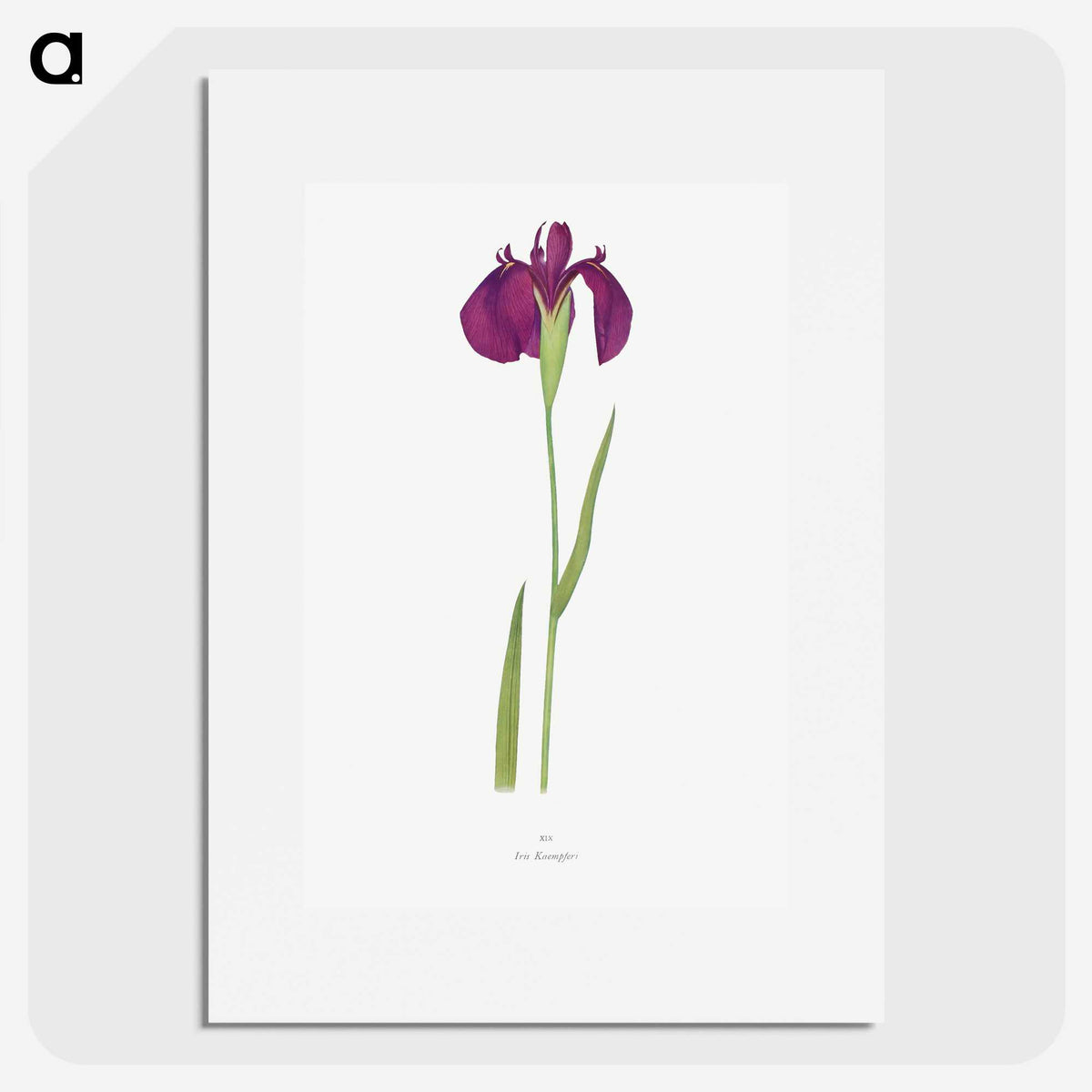 1-37_The-Genus-Iris_picture