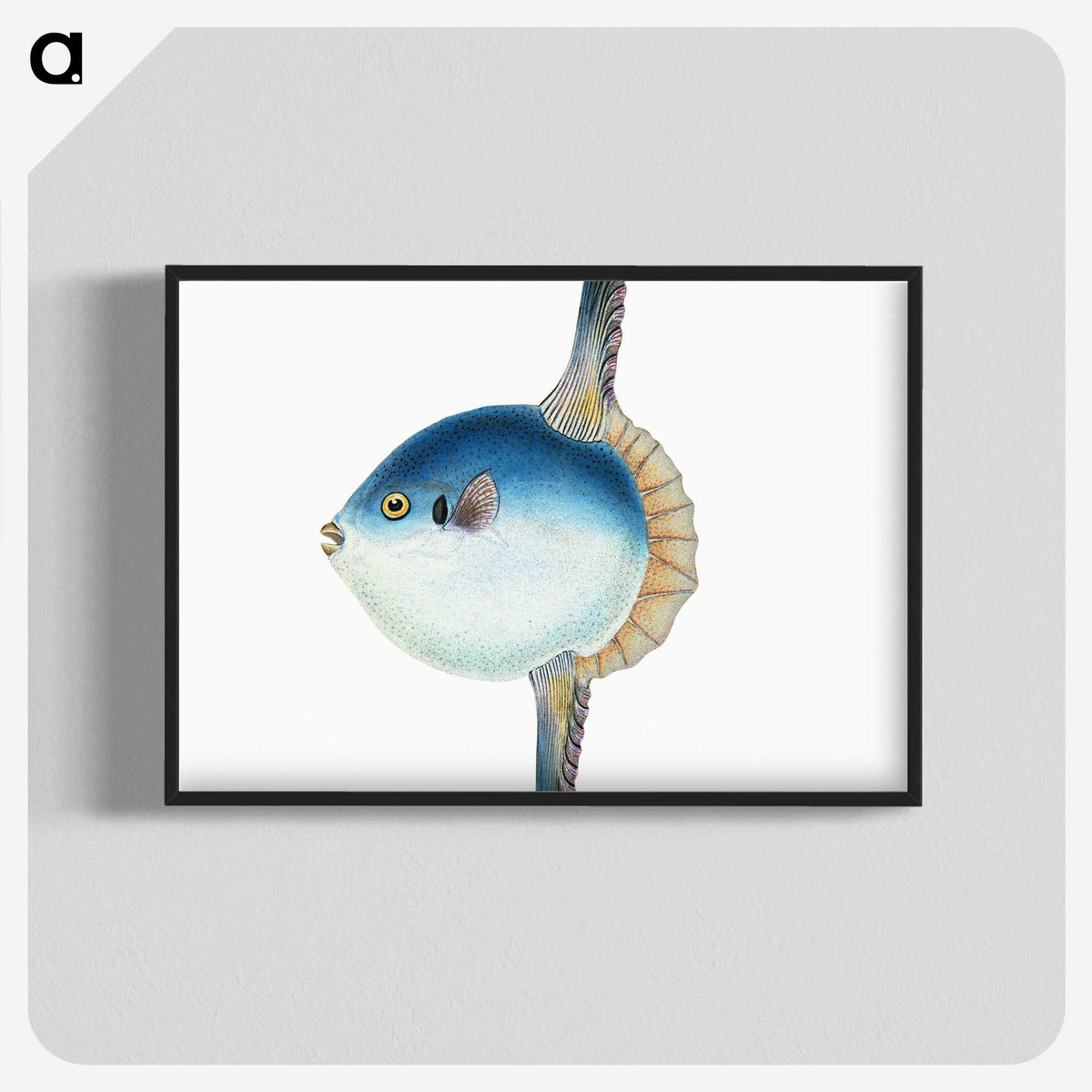 1-37_The-Natural-History-of-British-Fishes_blk-crop