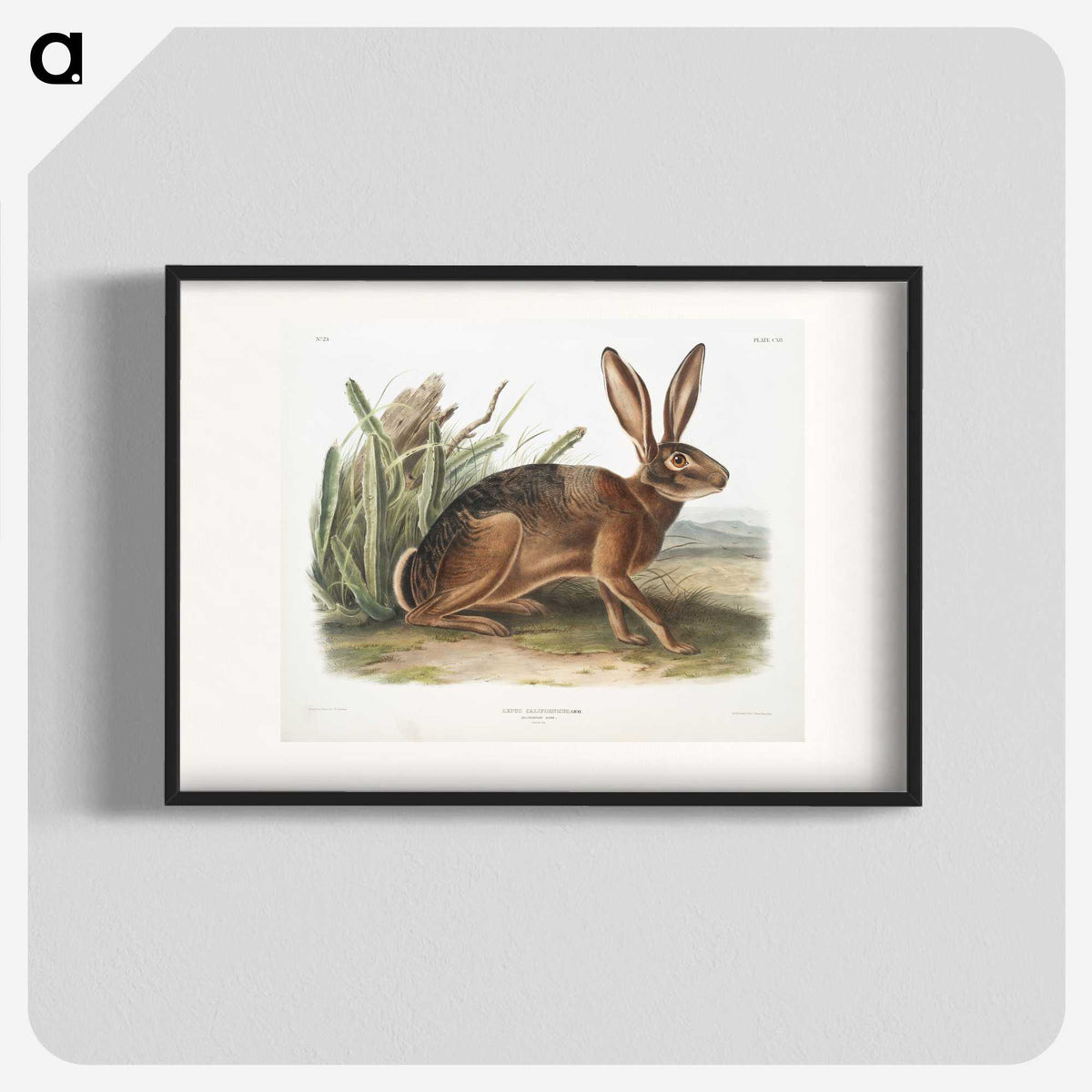 1-37_The-Viviparous-Quadrupeds_blk