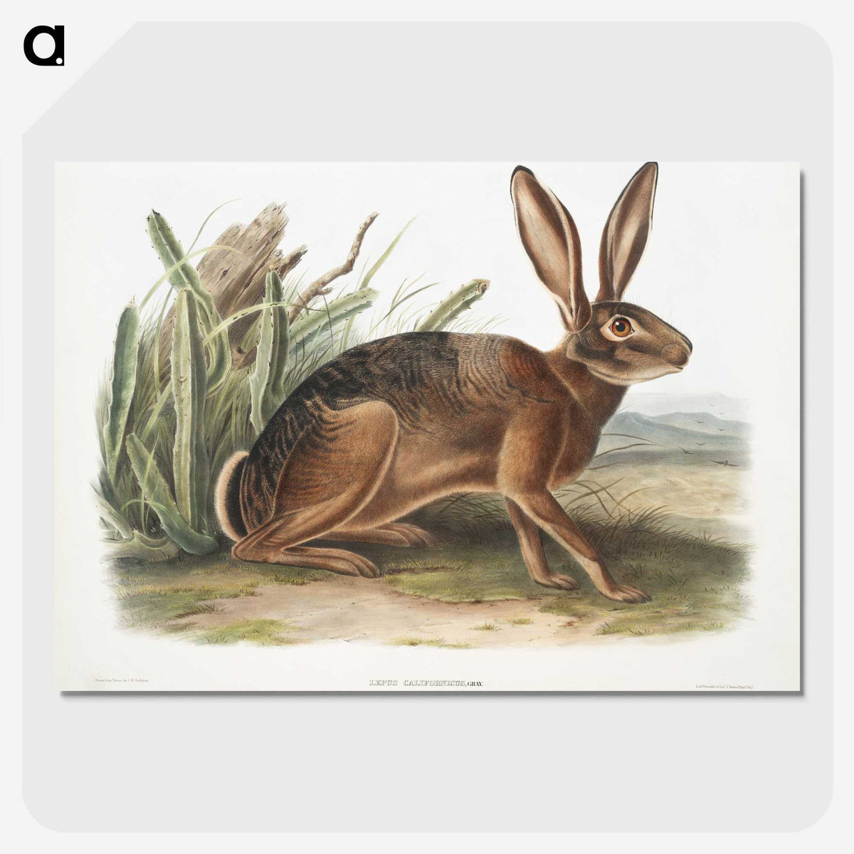 1-37_The-Viviparous-Quadrupeds_picture-crop