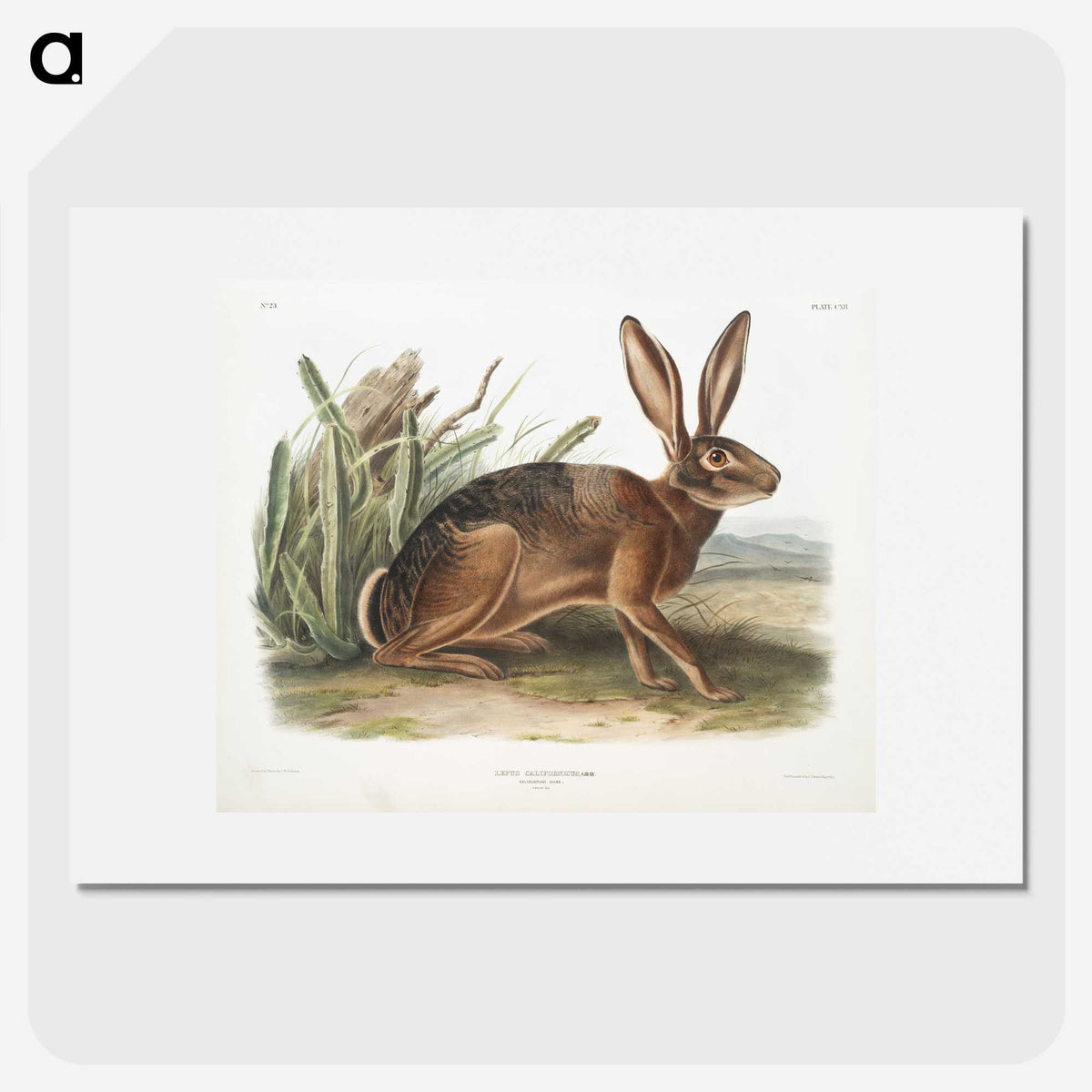 1-37_The-Viviparous-Quadrupeds_picture