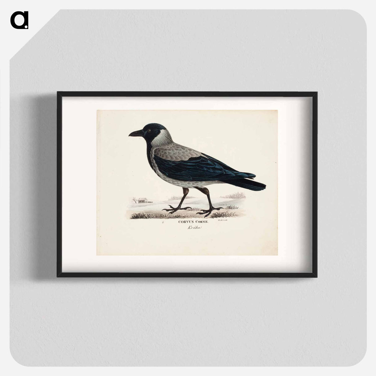 Hooded crow - ヴィルヘルム フォン ライト Poster.