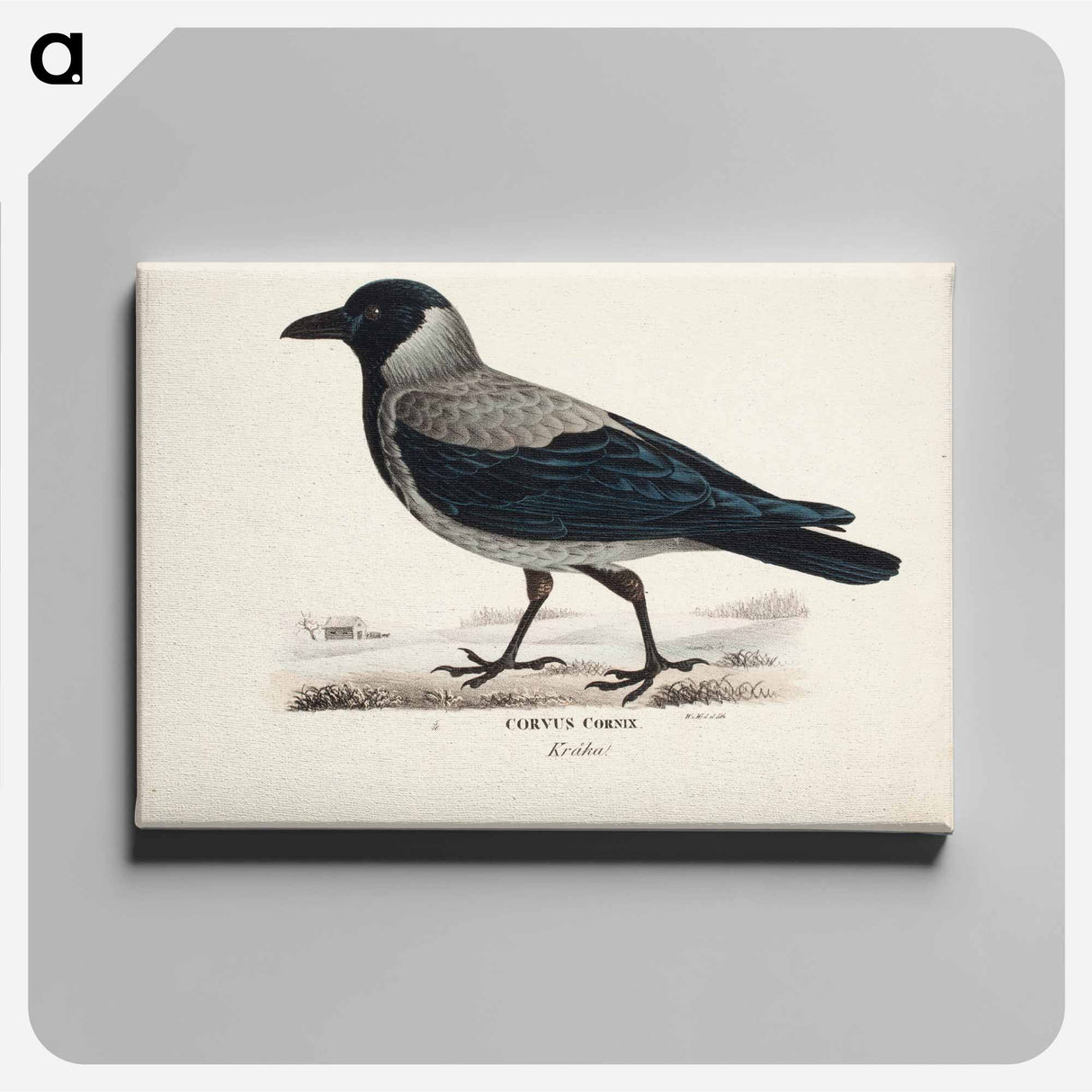 Hooded crow - Wilhelm von Wright Canvas.