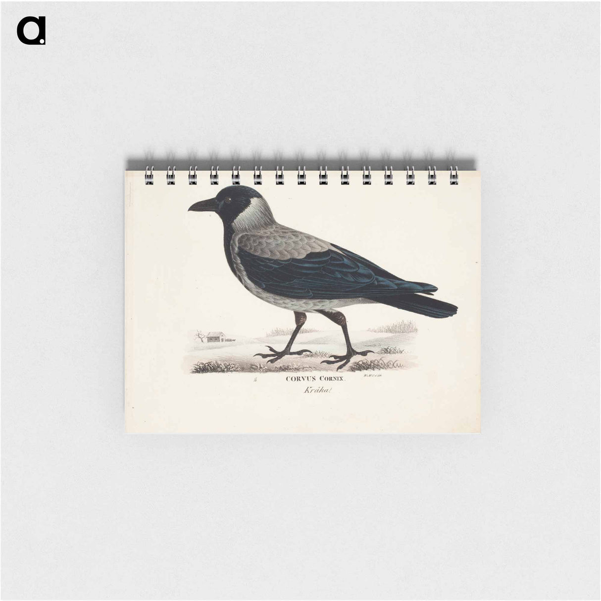 Hooded crow - ヴィルヘルム フォン ライト Memo.