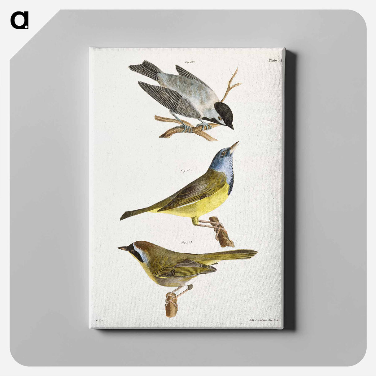 The Carolina Tit - ニューヨークの動物学 Canvas.