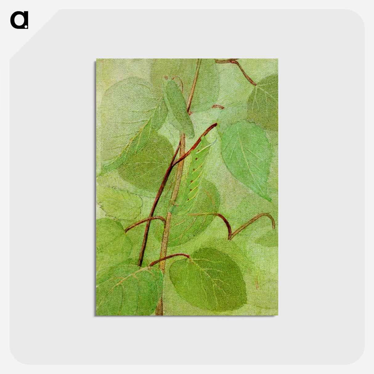 アートポストカード-Sphinx Caterpillar - アボット ハンダーソン セイヤー Postcard.