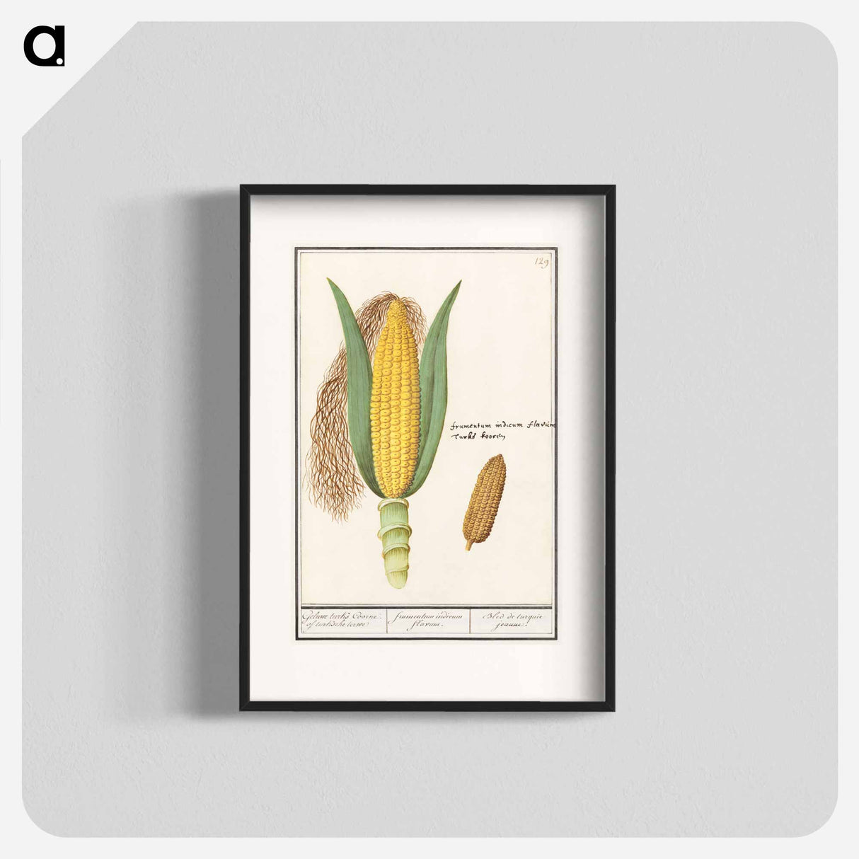 Corn - アンセルムス ボエティウス デ ブート Poster.