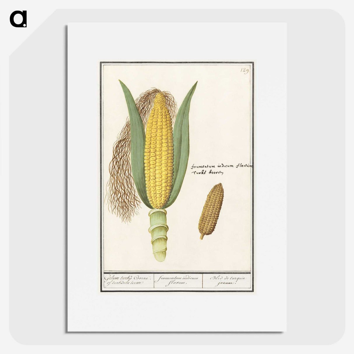 1-38_Anselmus-Boetius-de-Boodt_picture