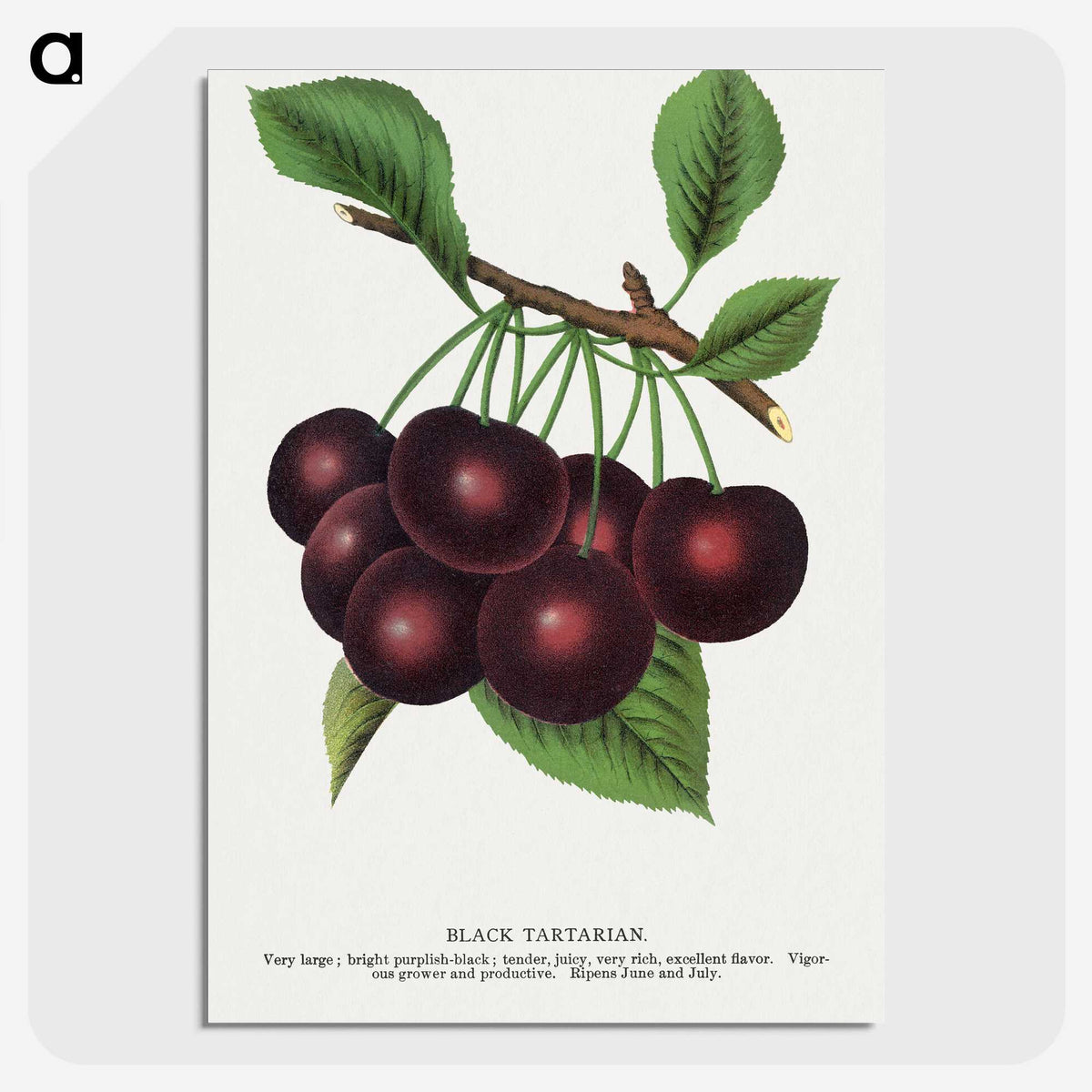 1-38_Botanical-Specimen-Plates_picture-crop