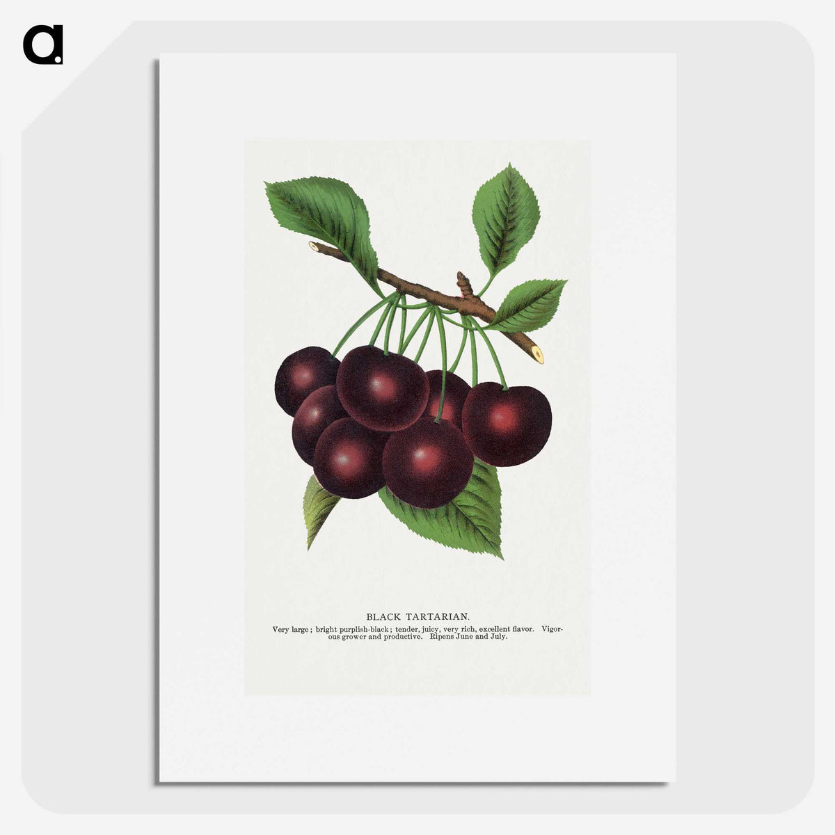 1-38_Botanical-Specimen-Plates_picture